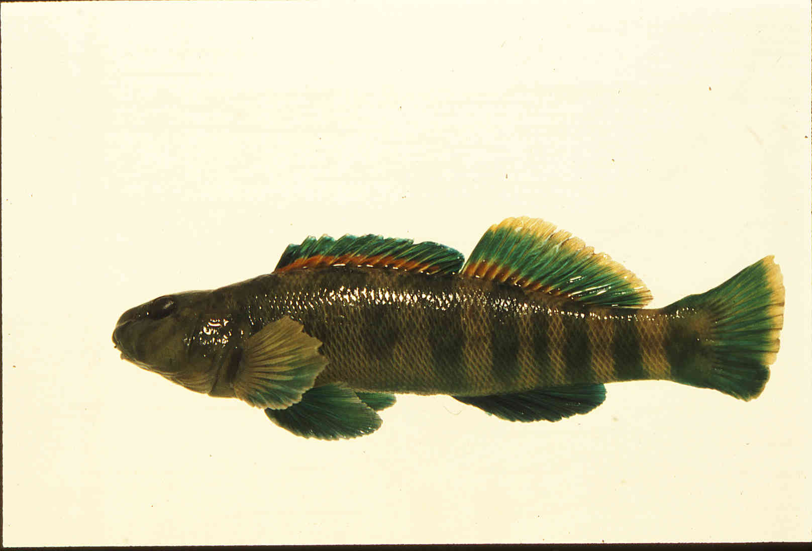 Etheostoma blennioides image