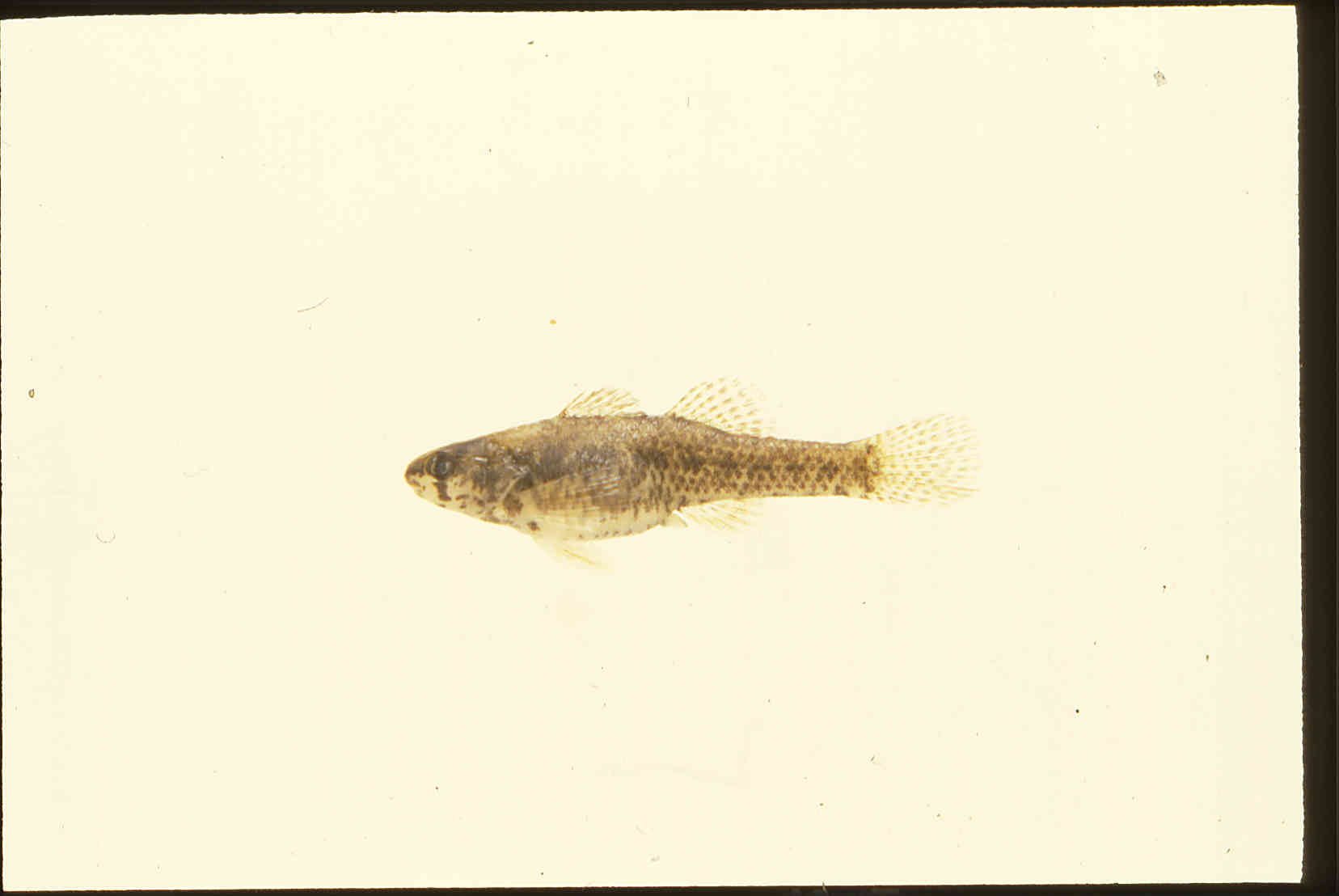 Etheostoma microperca image