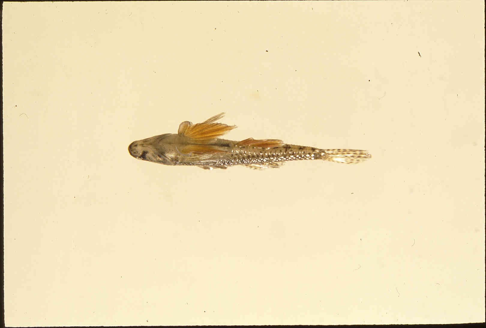 Etheostoma microperca image