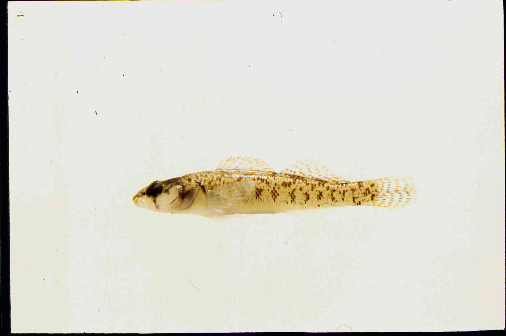 Etheostoma barbouri image