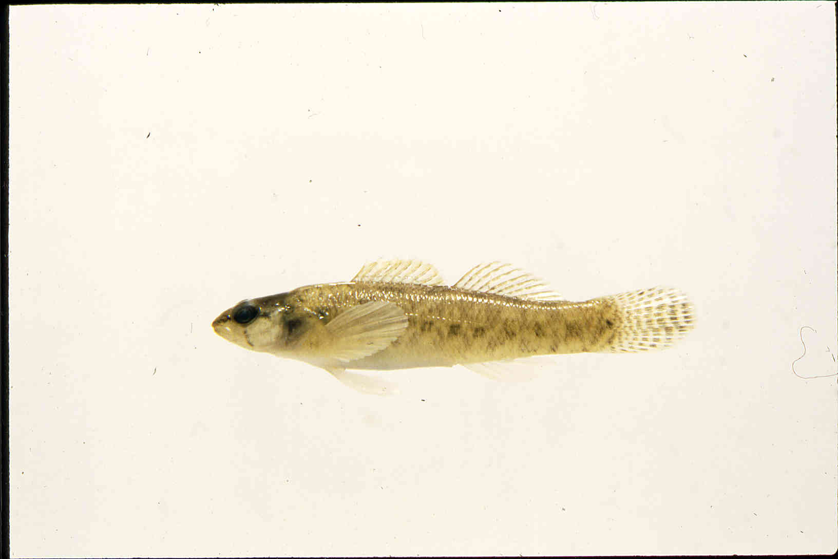 Etheostoma oophylax image