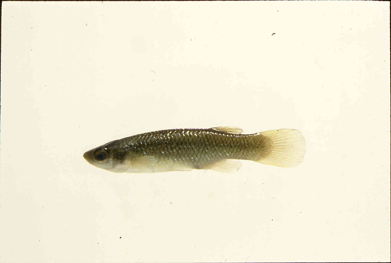 Fundulus chrysotus image