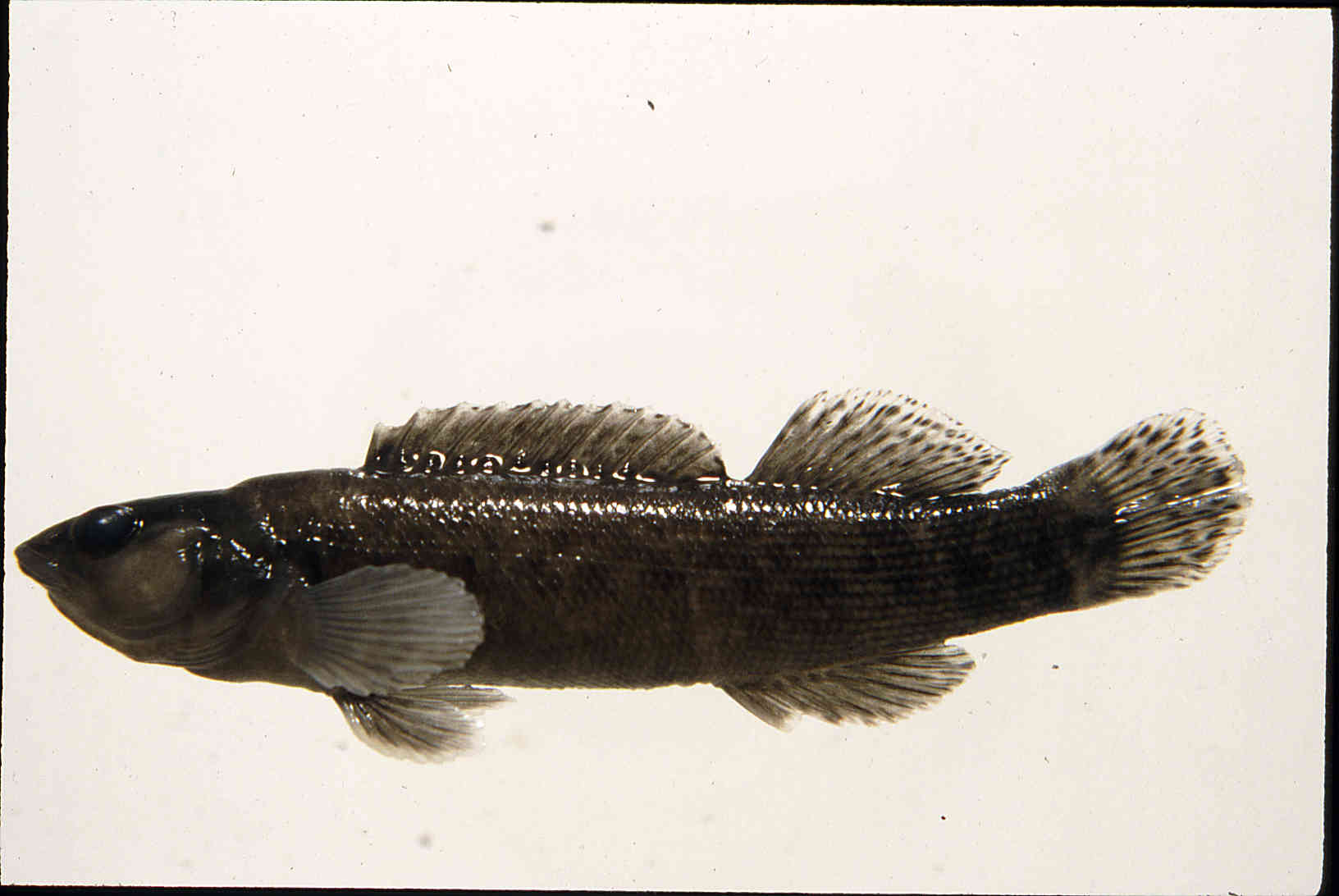 Etheostoma maculatum image