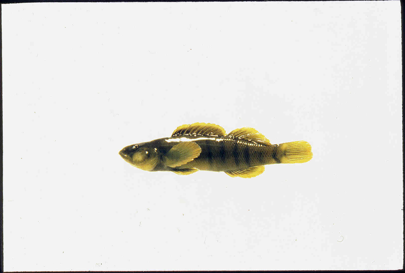 Etheostoma image