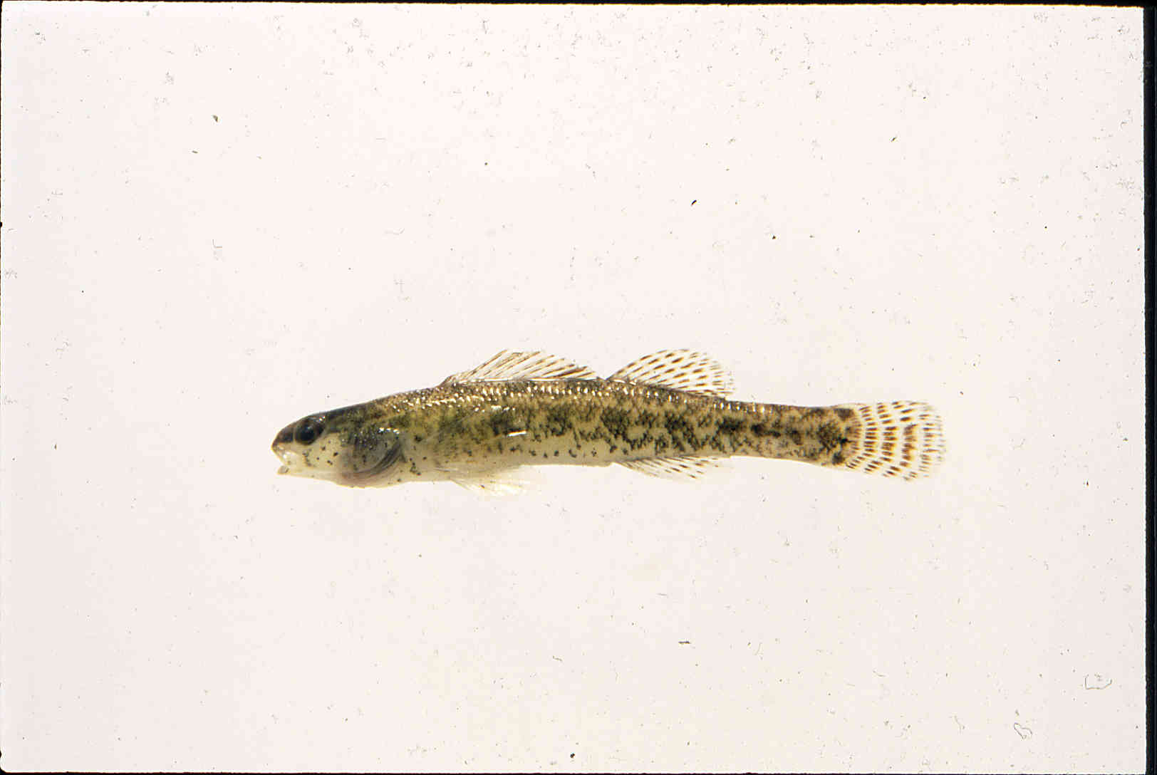 Etheostoma fusiforme image