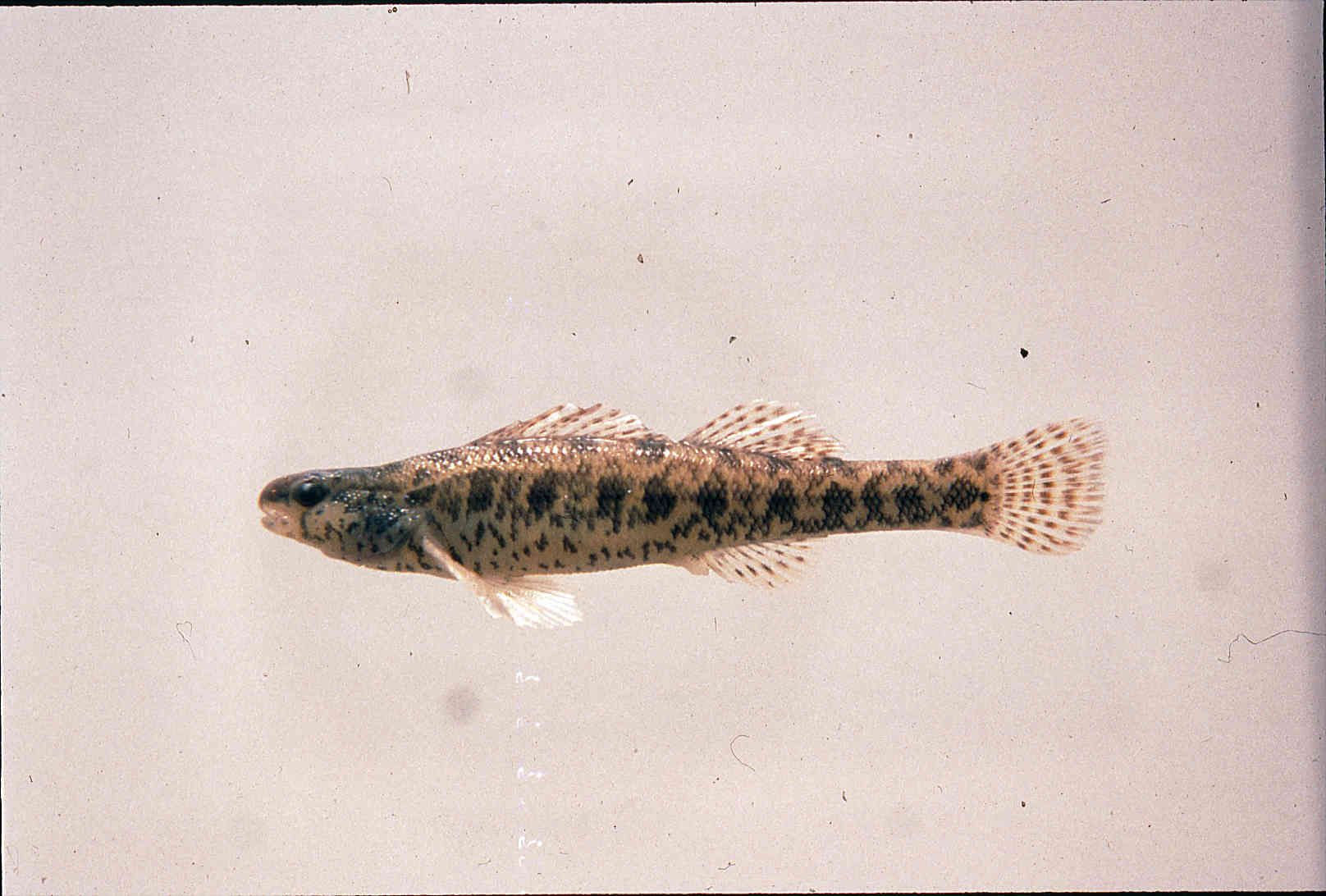 Etheostoma fusiforme image