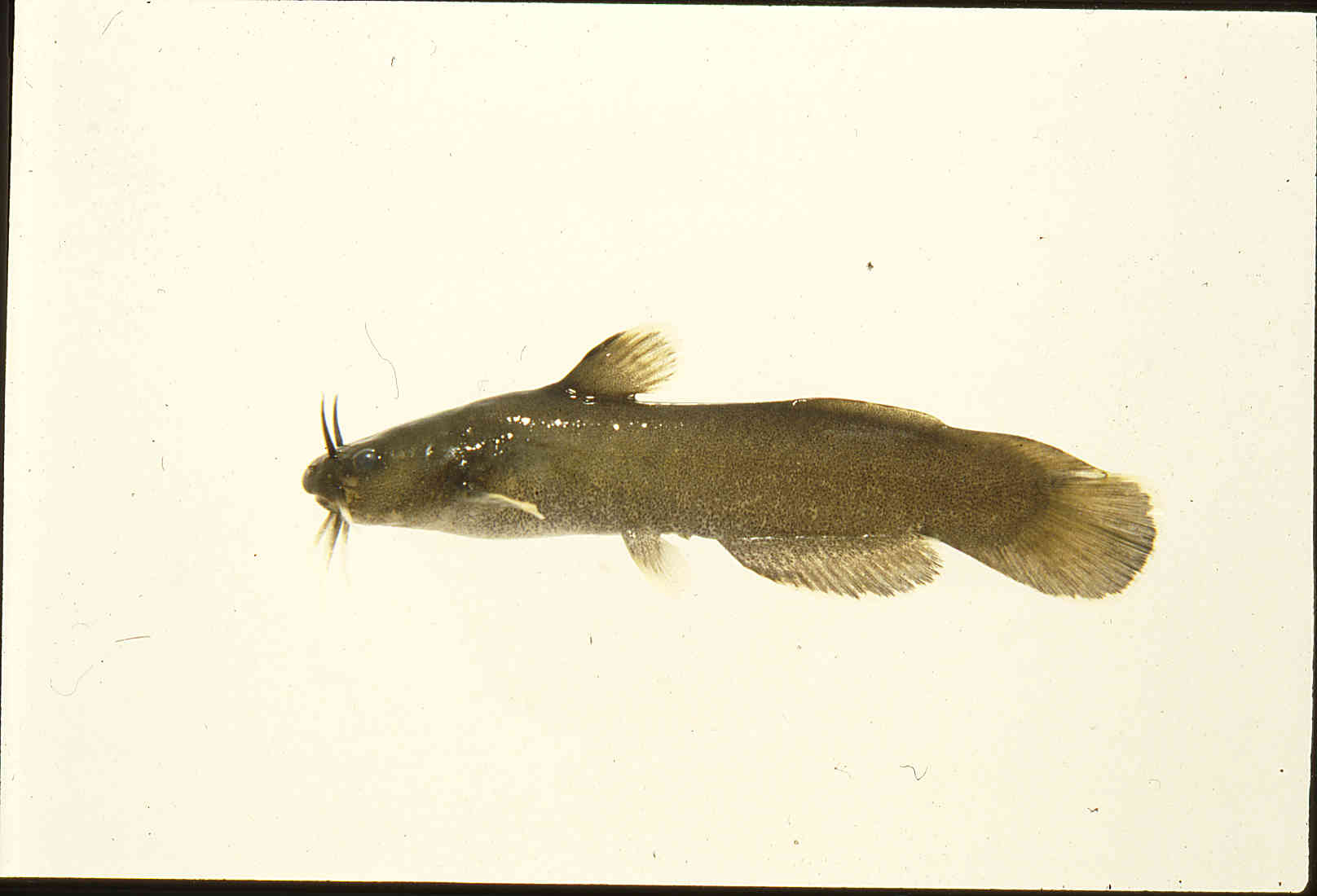 Noturus phaeus image