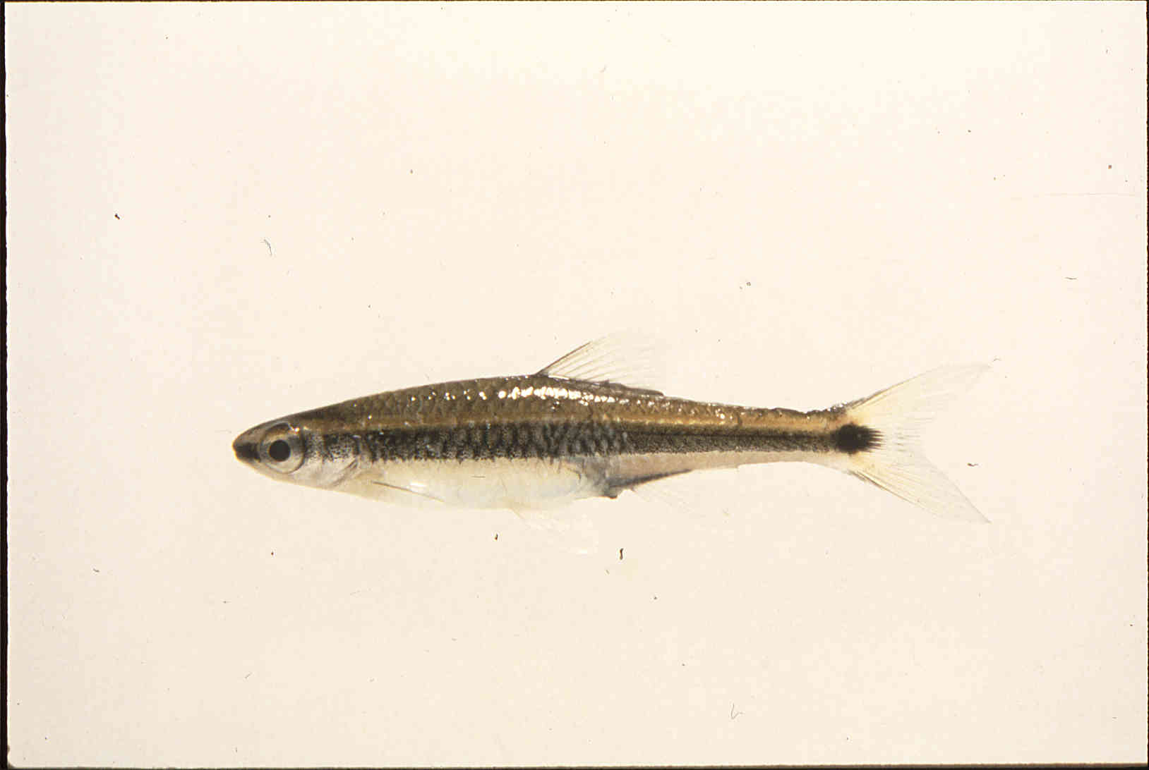 Pteronotropis welaka image