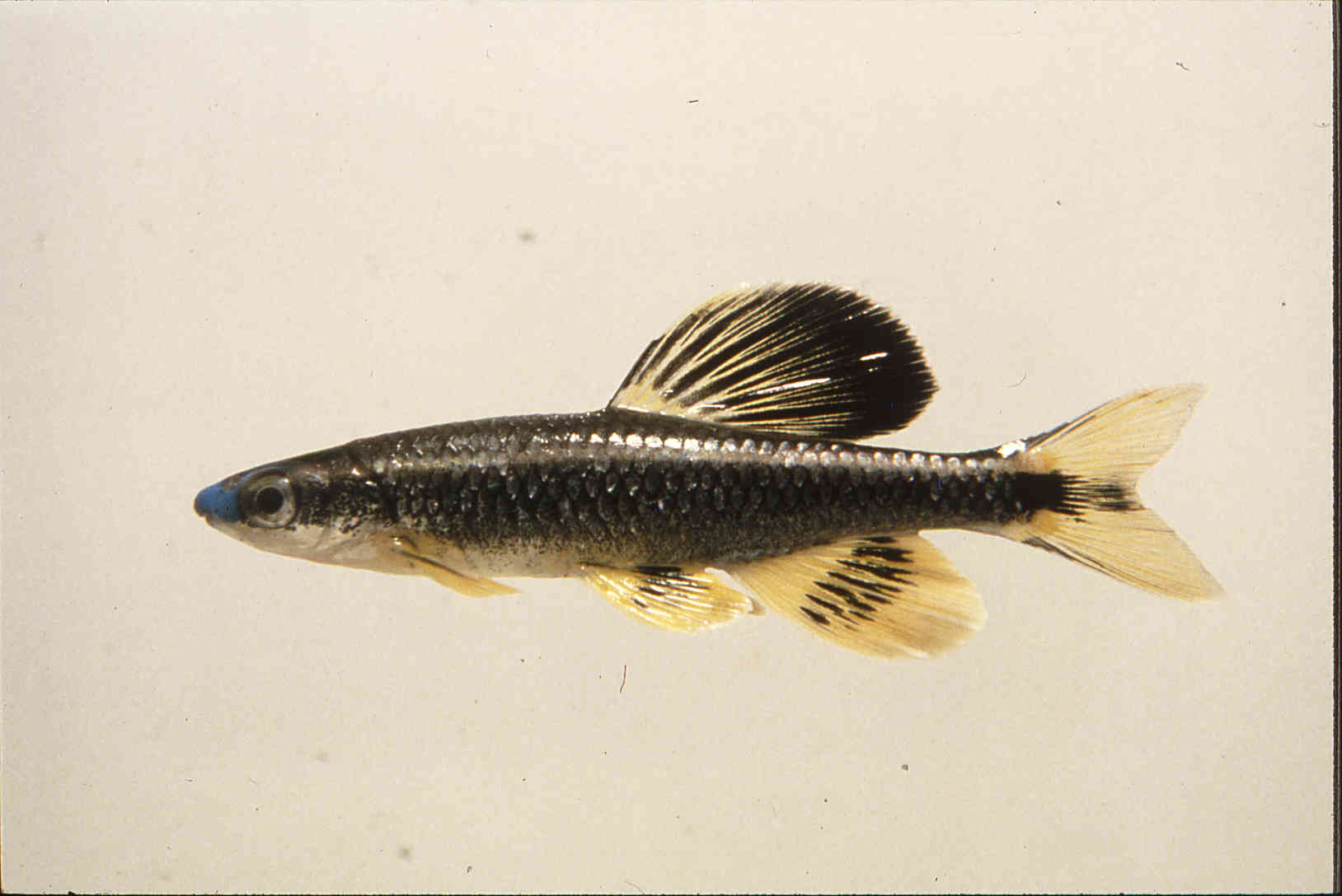Pteronotropis welaka image