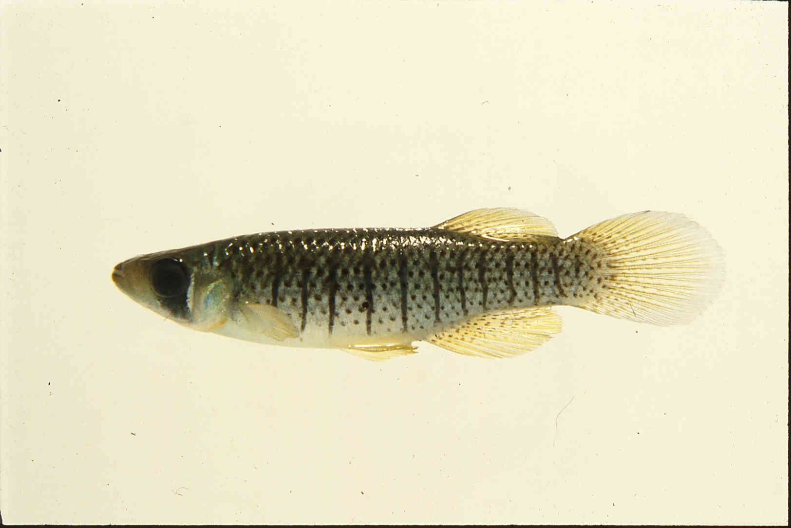 Fundulus notti image