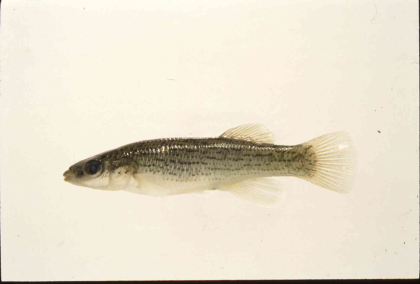 Fundulus catenatus image