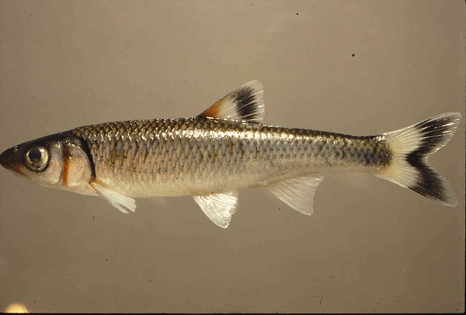 Nocomis micropogon image