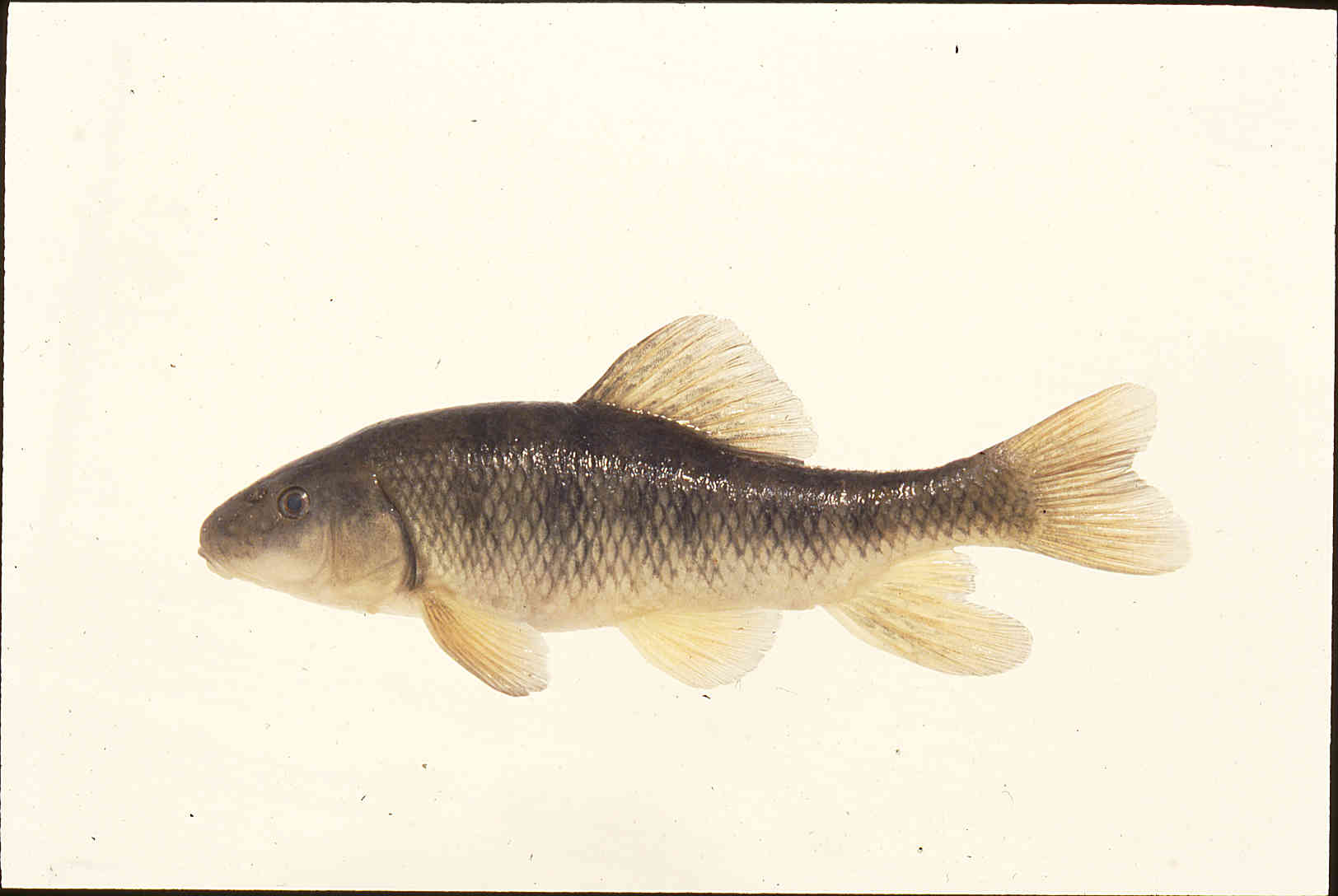 Erimyzon claviformis image