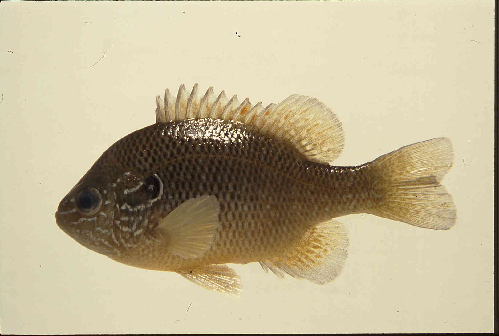 Lepomis marginatus image