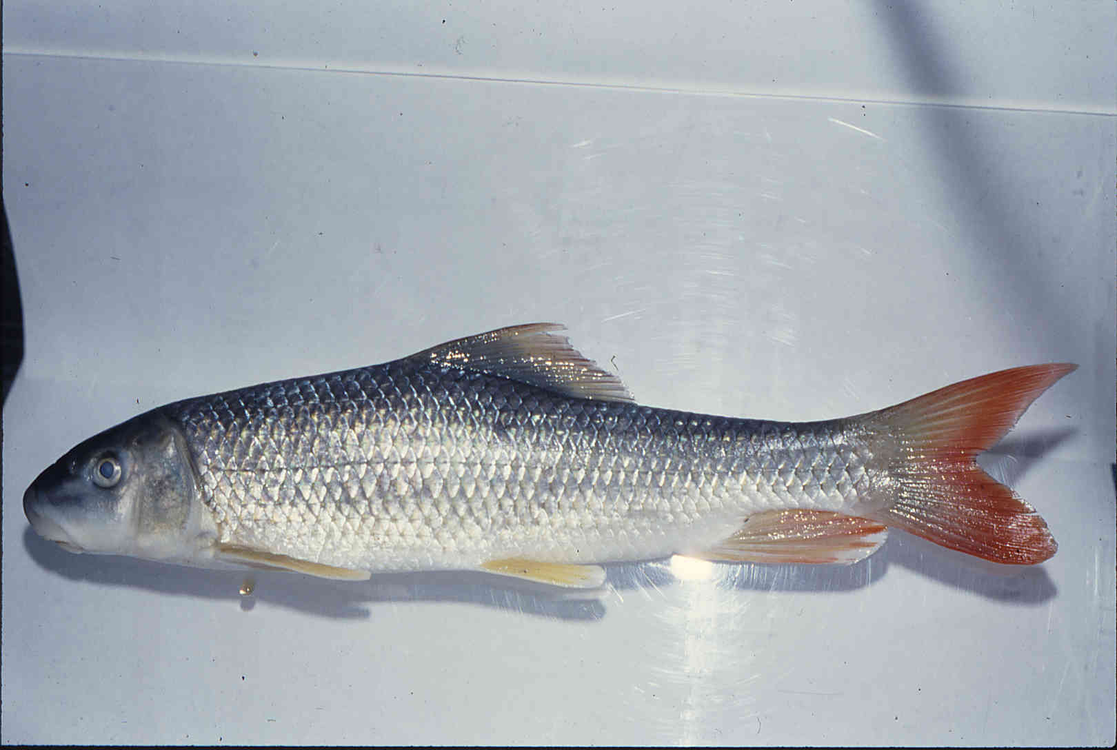 Moxostoma carinatum image