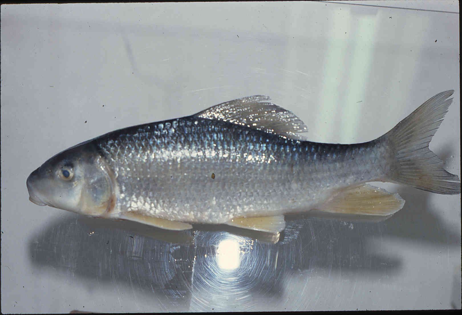 Moxostoma anisurum image