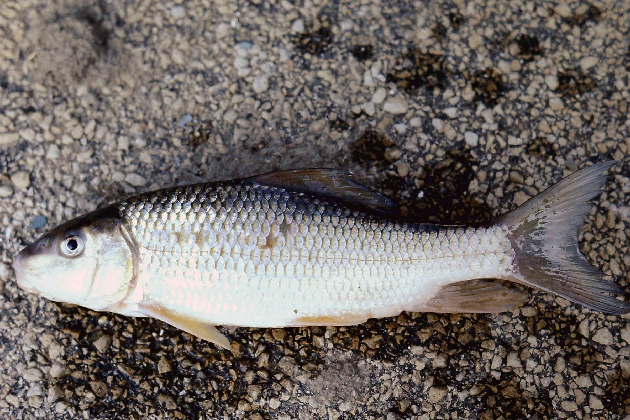 Moxostoma anisurum image