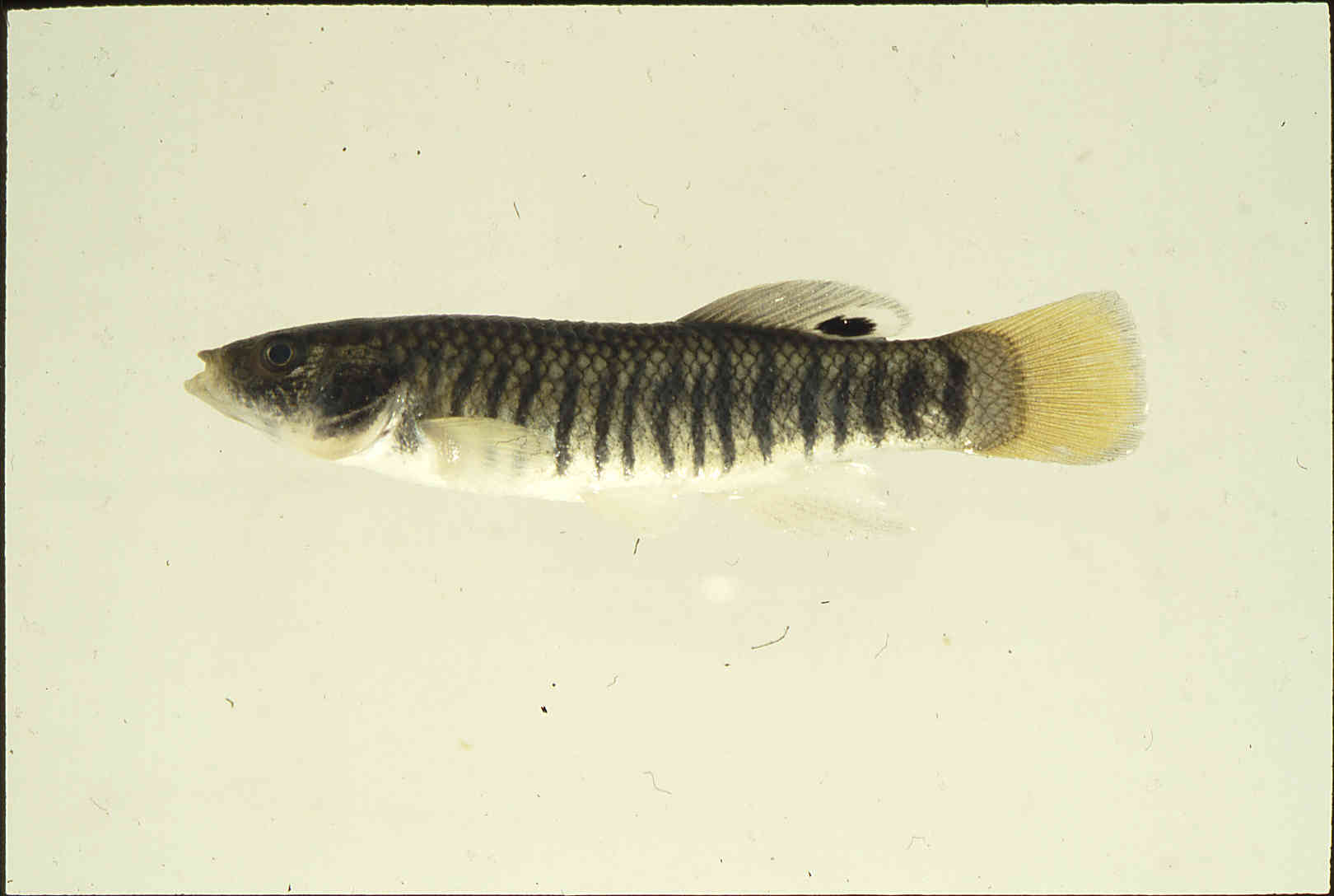 Fundulus majalis image