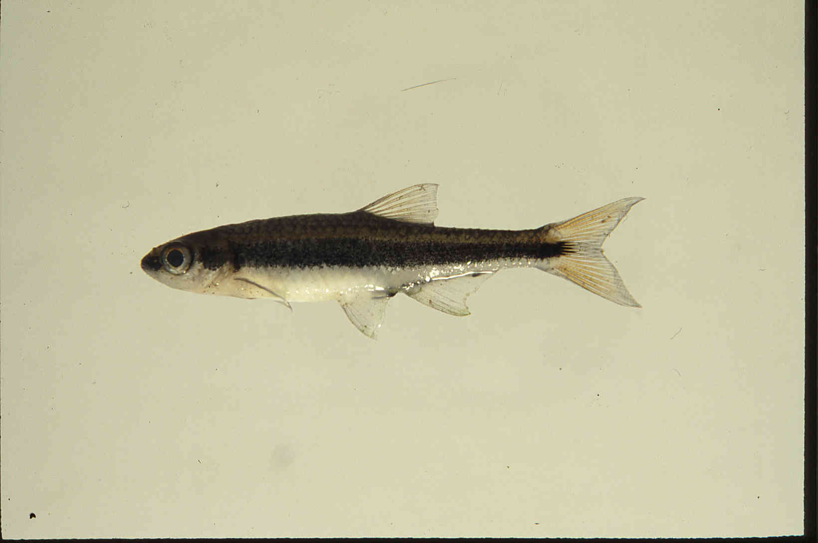 Notropis cummingsae image