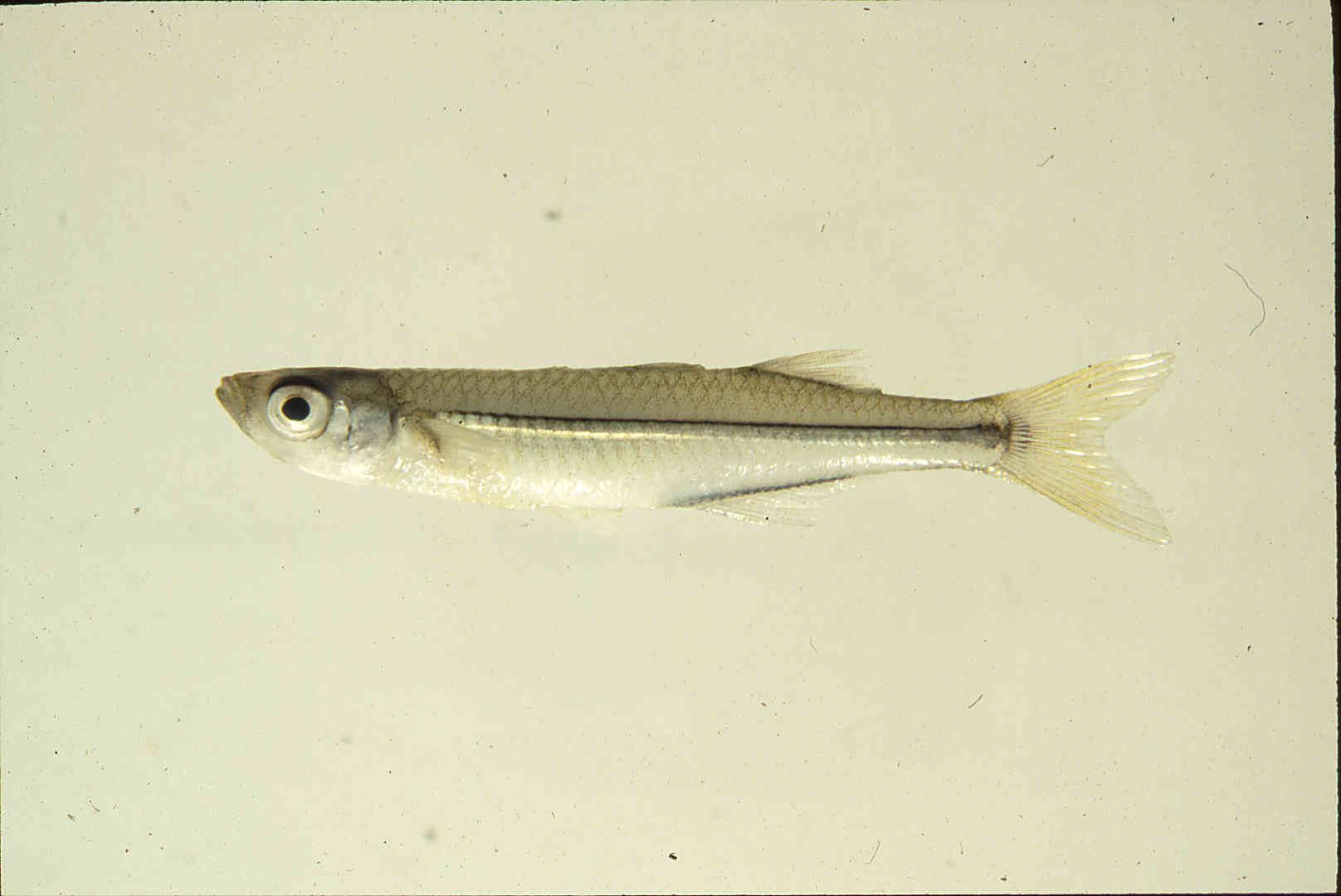 Atherinopsidae image