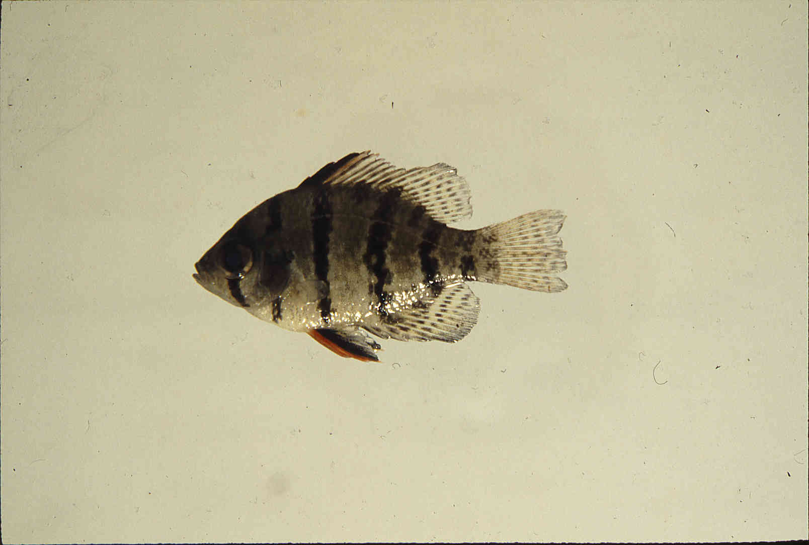 Enneacanthus chaetodon image