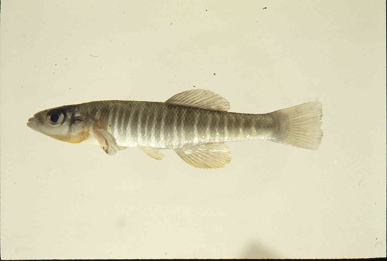 Fundulus waccamensis image