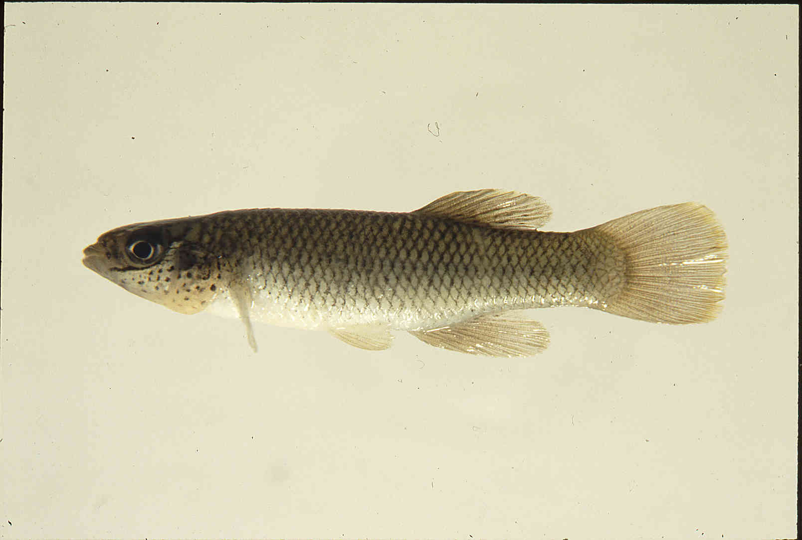 Fundulus rathbuni image
