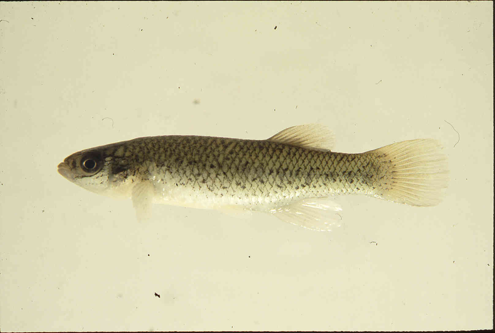 Fundulus image