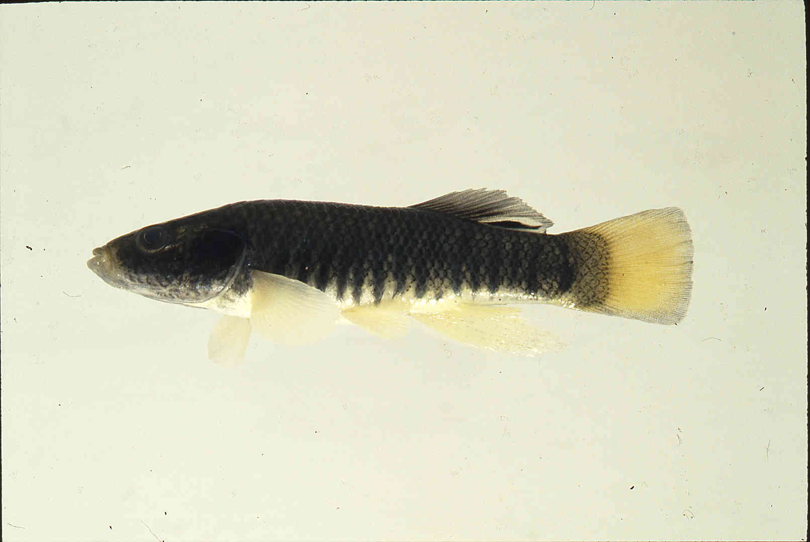 Fundulus majalis image