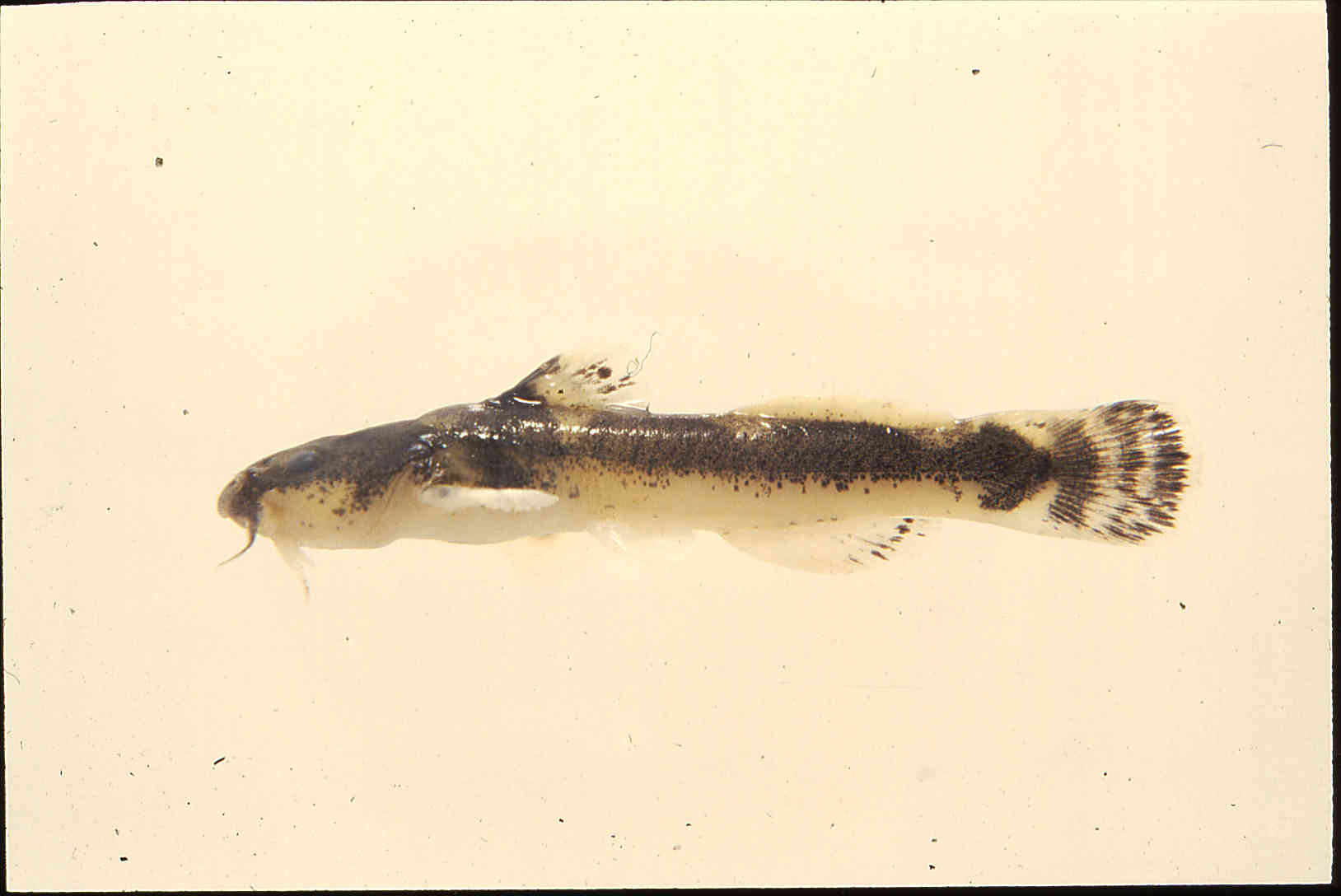 Noturus hildebrandi image