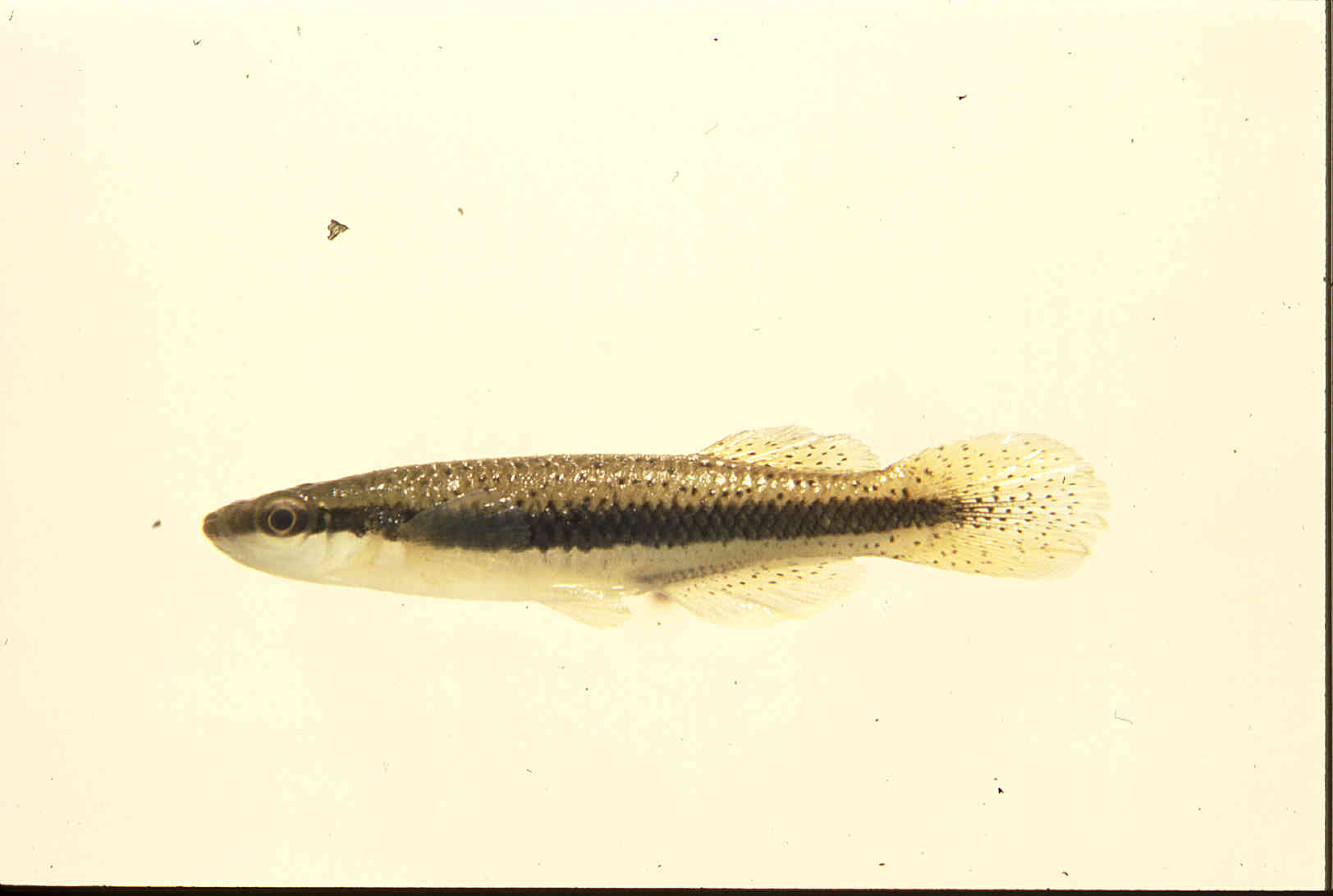 Fundulus image