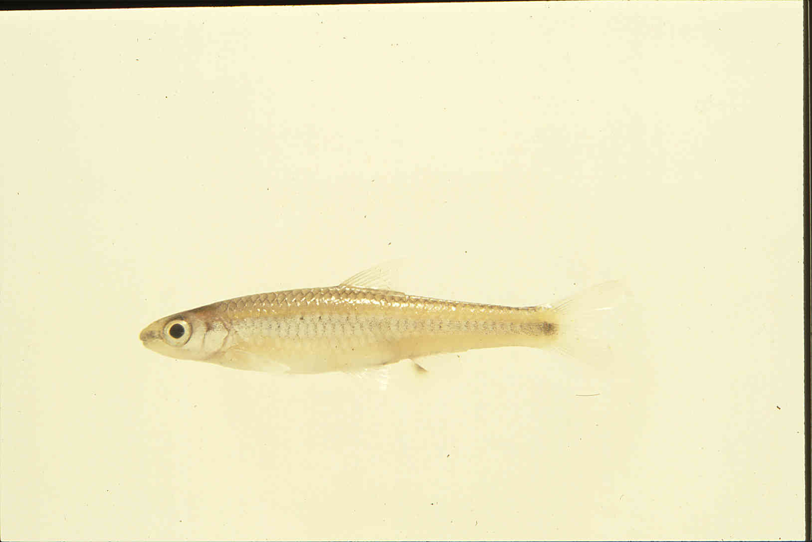 Notropis asperifrons image