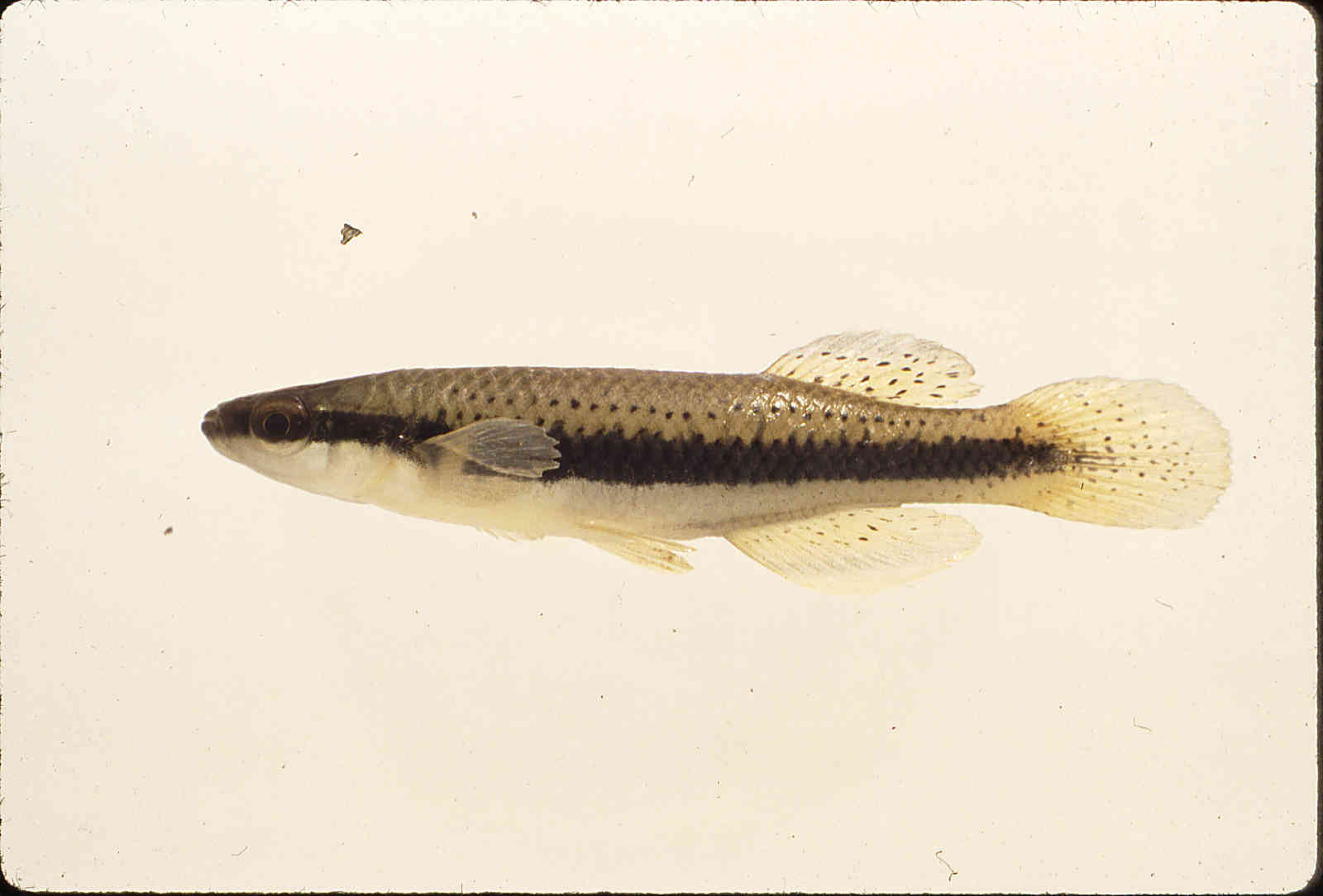 Fundulus notatus image