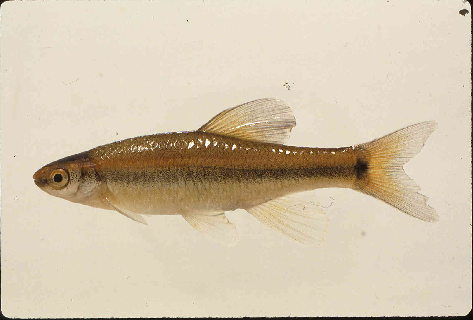 Pteronotropis hubbsi image