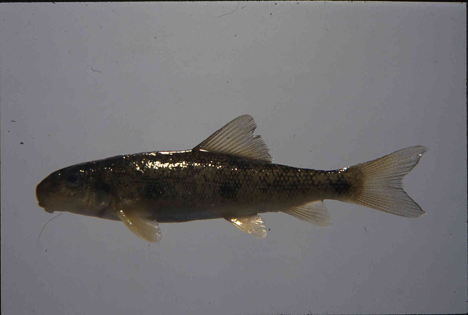 Catostomus macrocheilus image