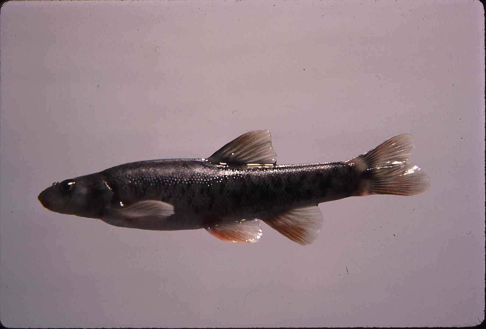 Rhinichthys evermanni image