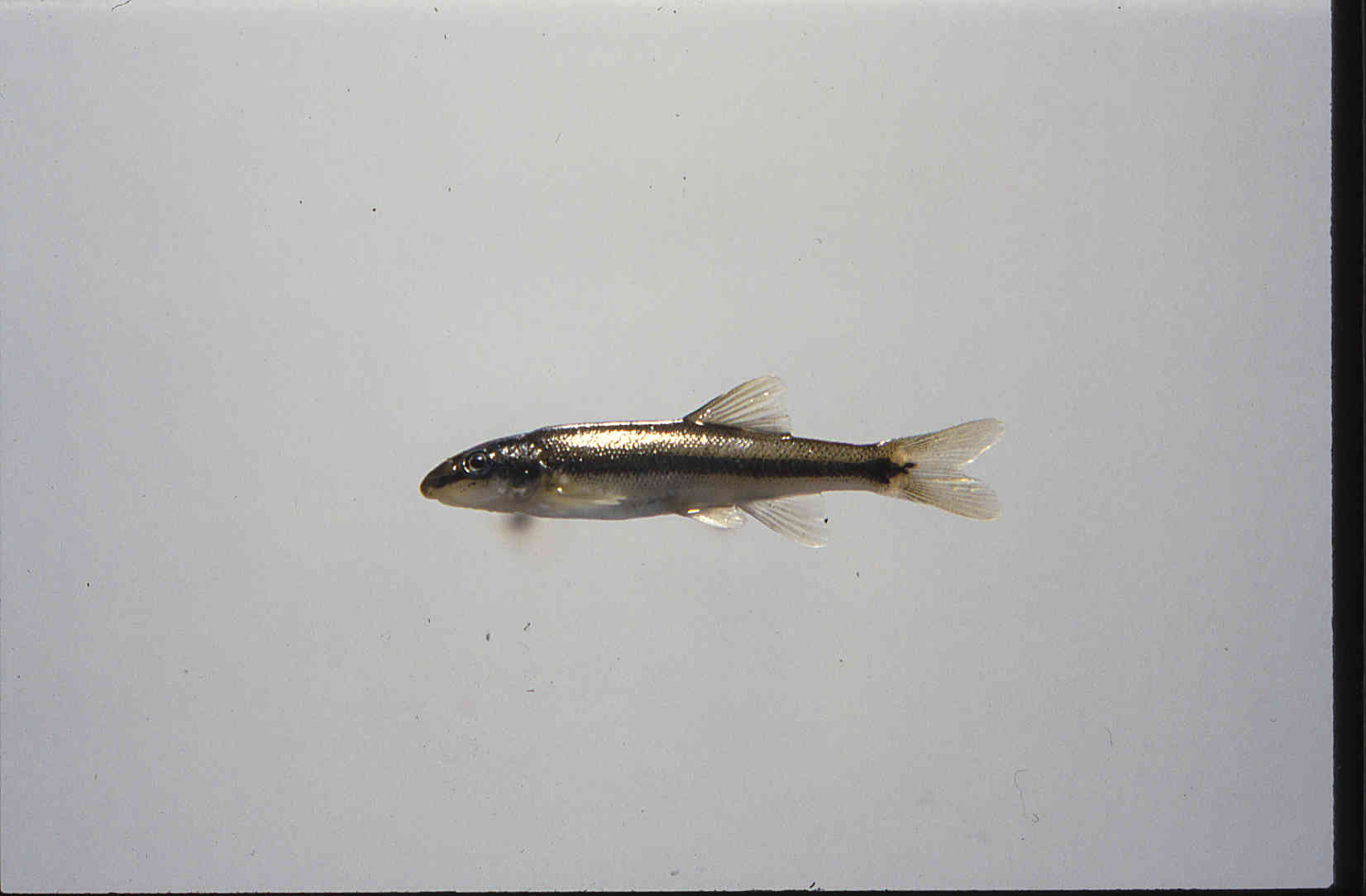 Rhinichthys evermanni image