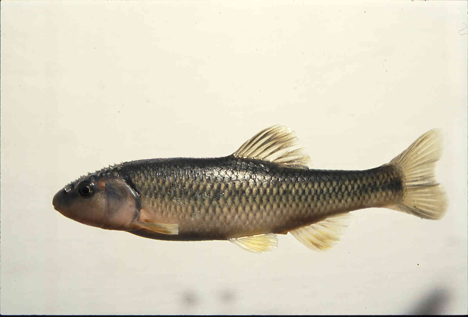 Nocomis biguttatus image