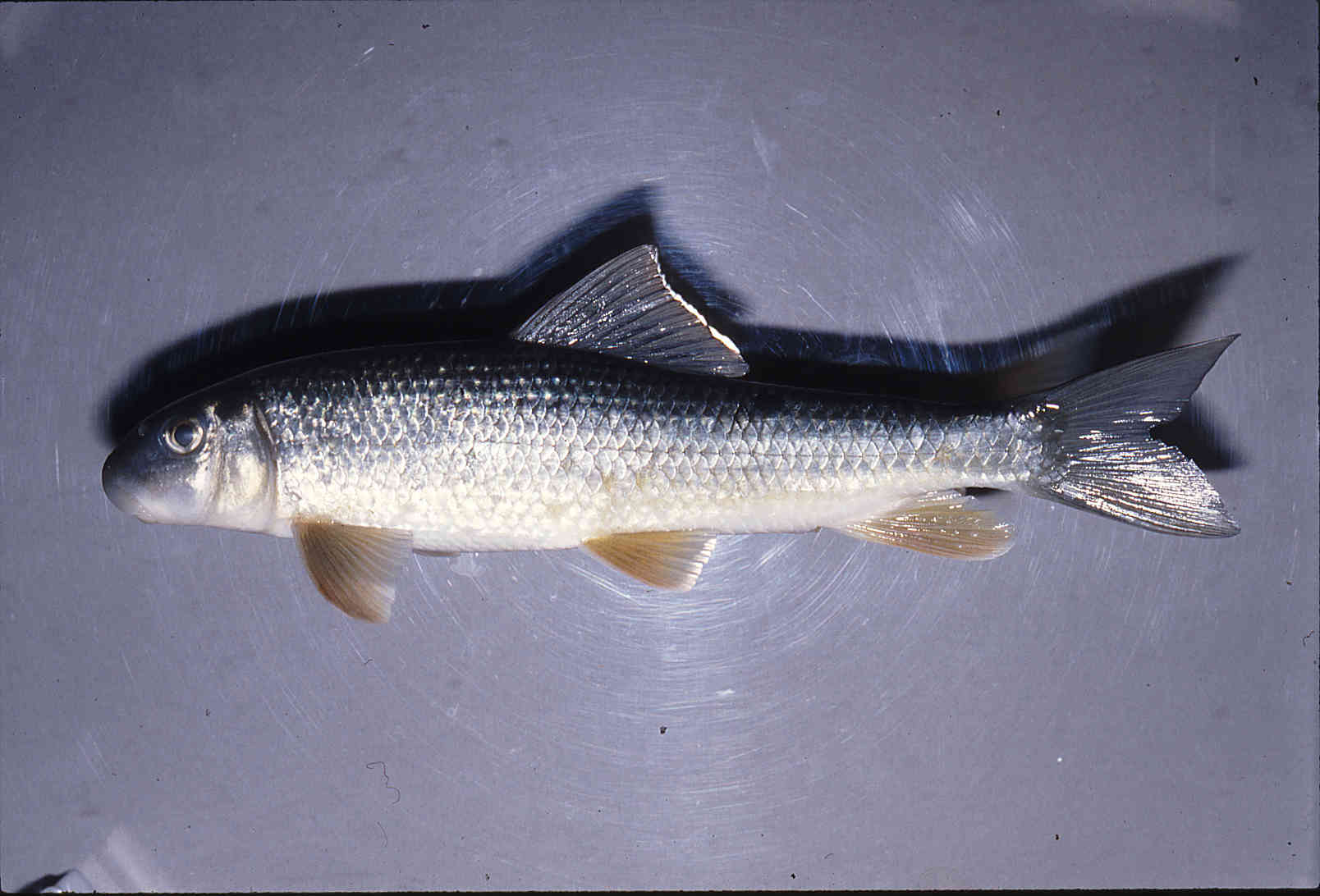 Moxostoma erythrurum image