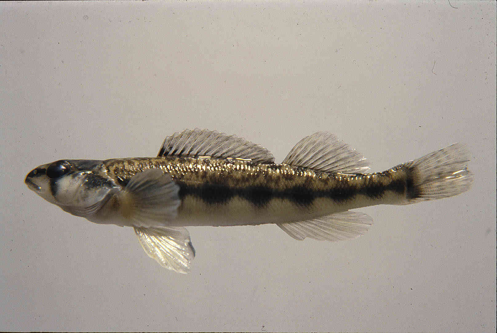 Percina maculata image