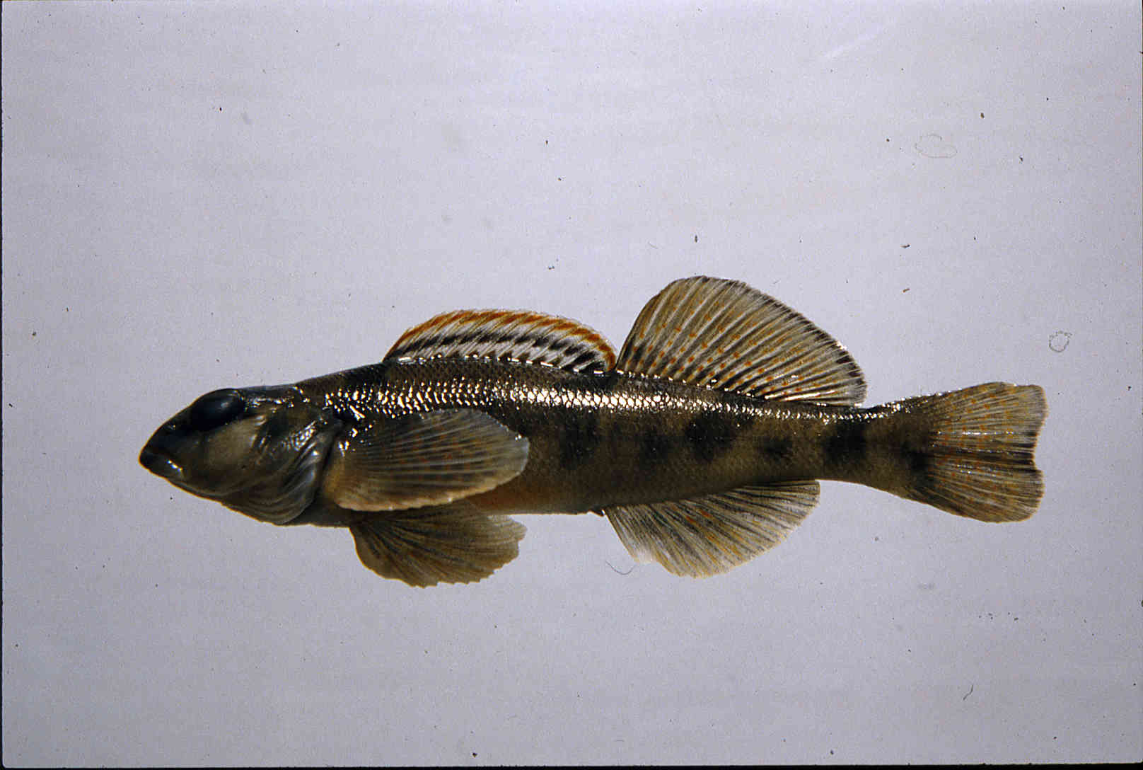 Etheostoma euzonum image