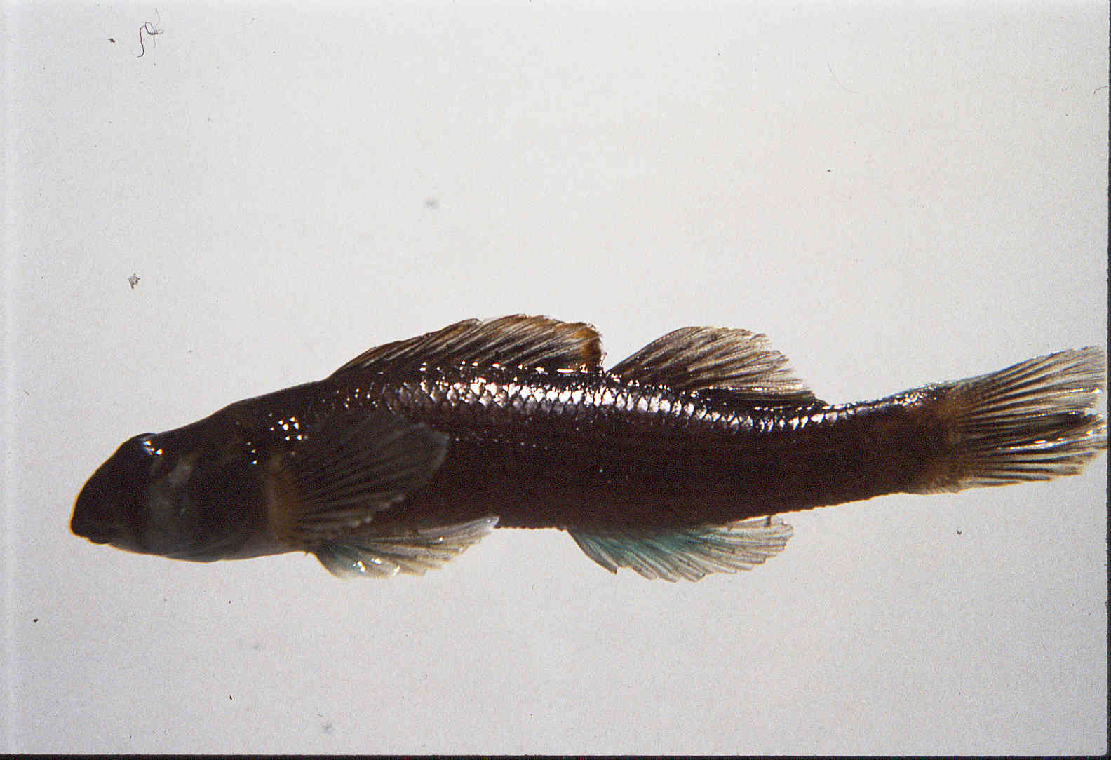 Etheostoma inscriptum image