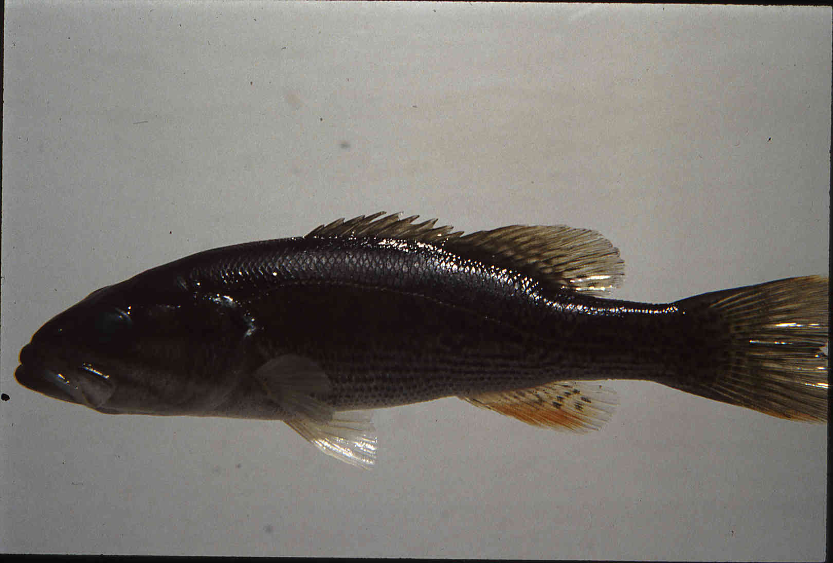 Micropterus coosae image