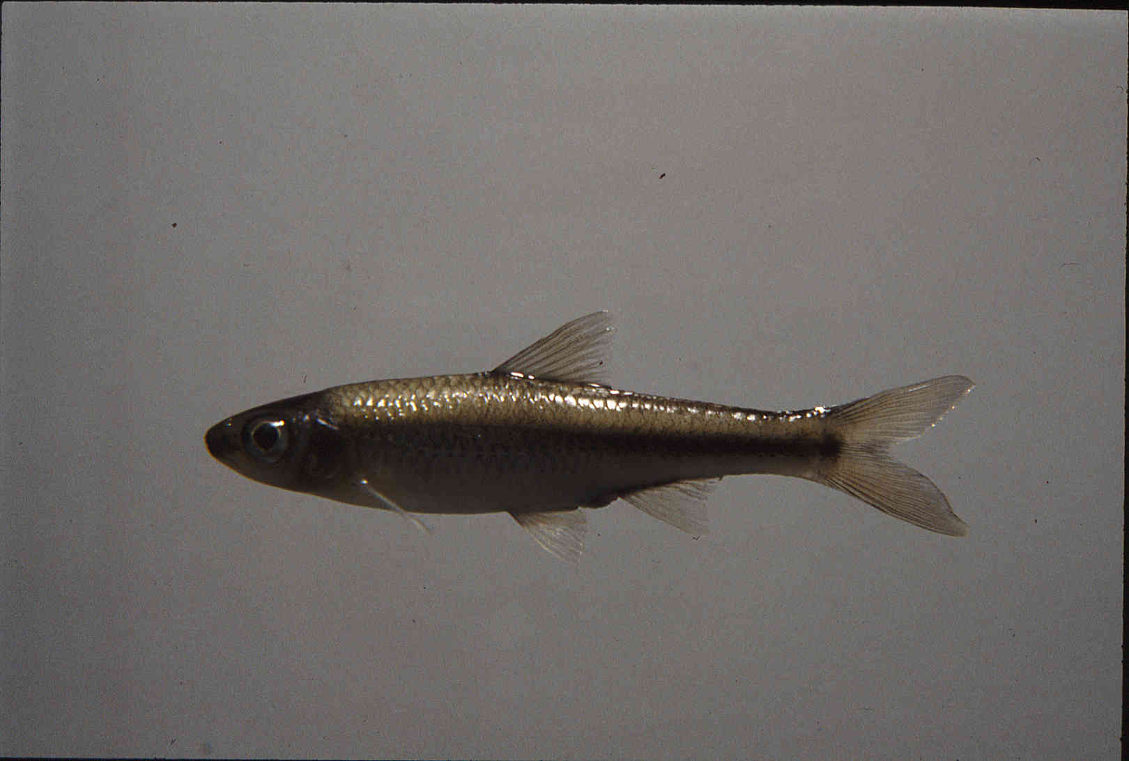 Notropis petersoni image
