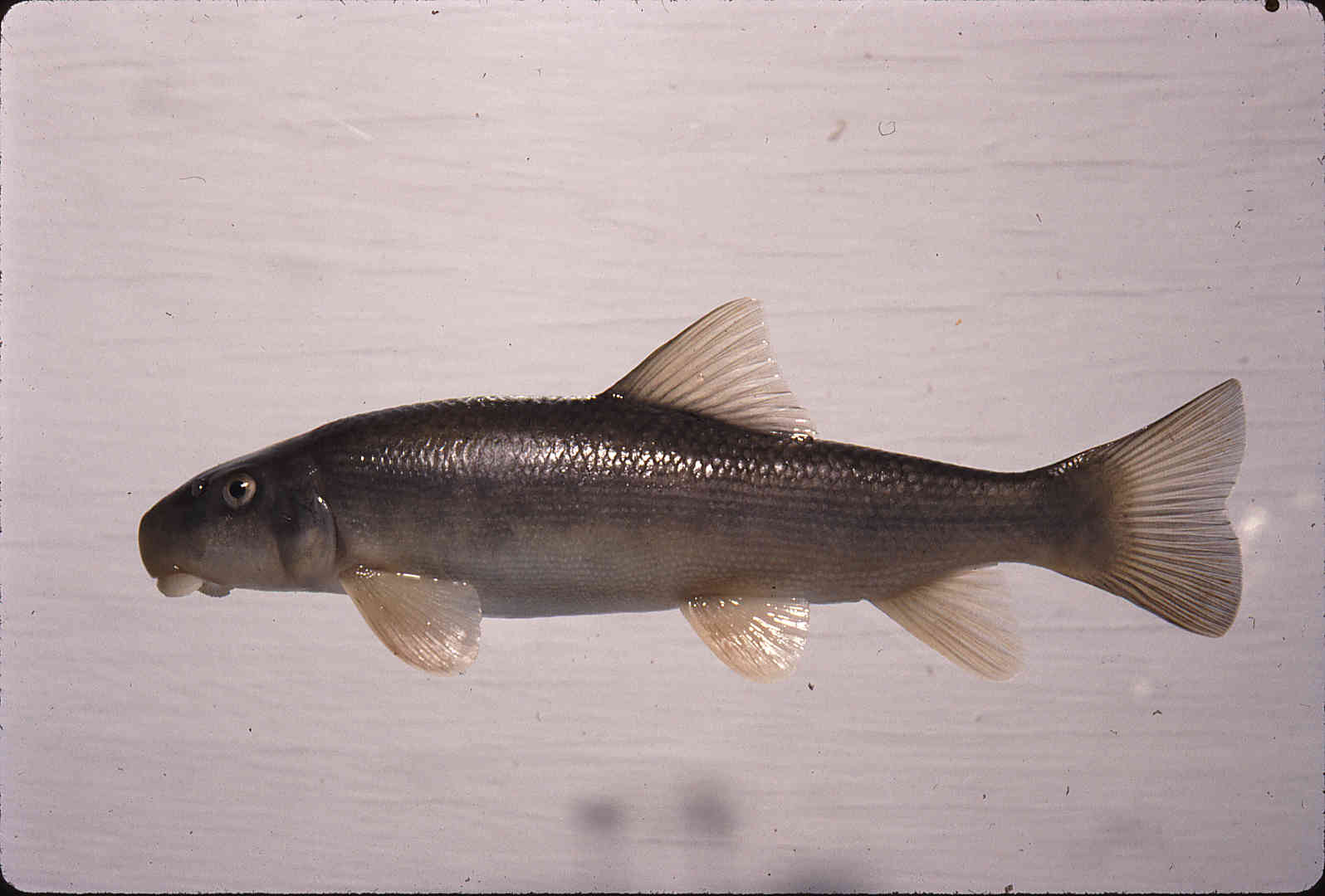Catostomus clarkii image