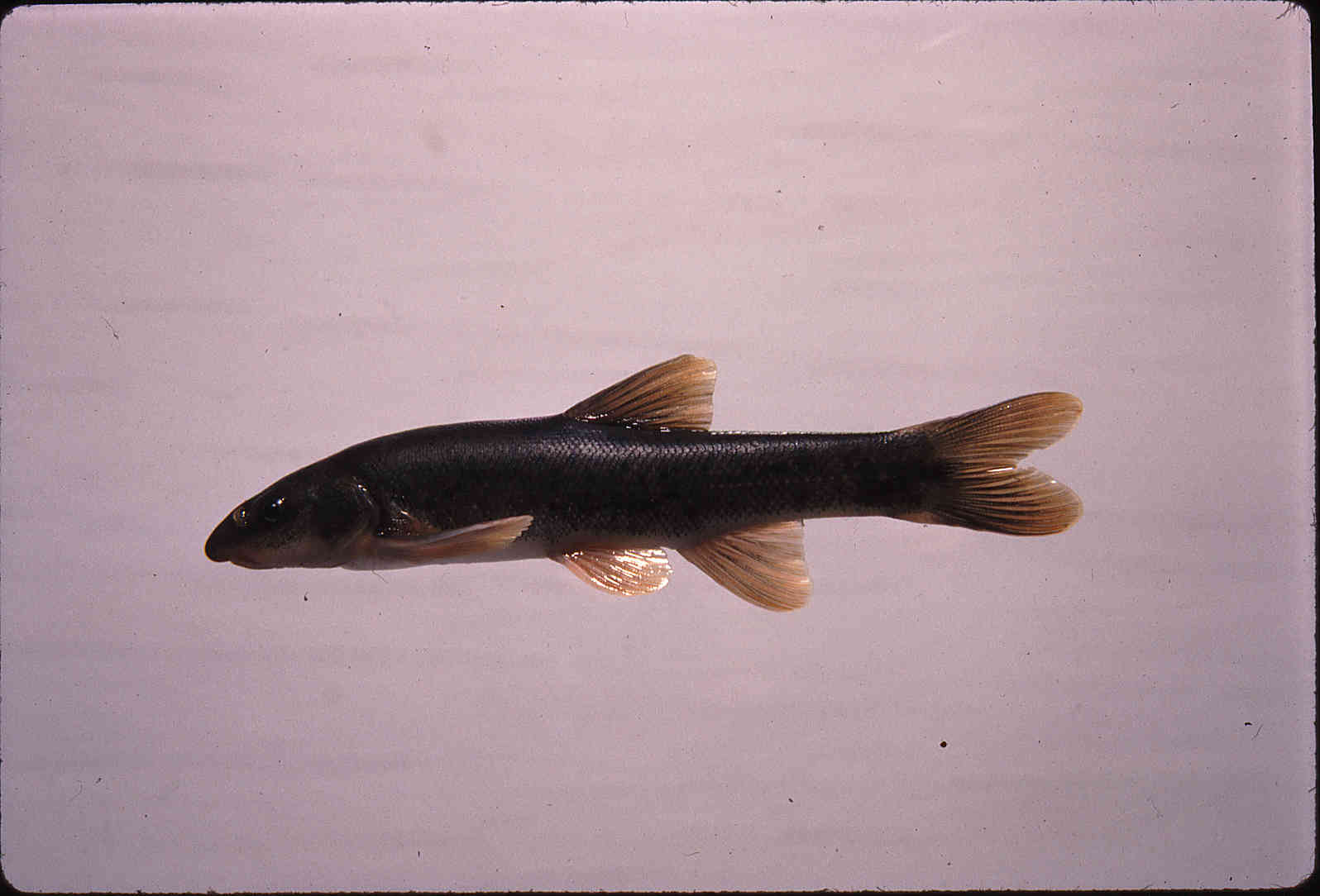 Rhinichthys cataractae image