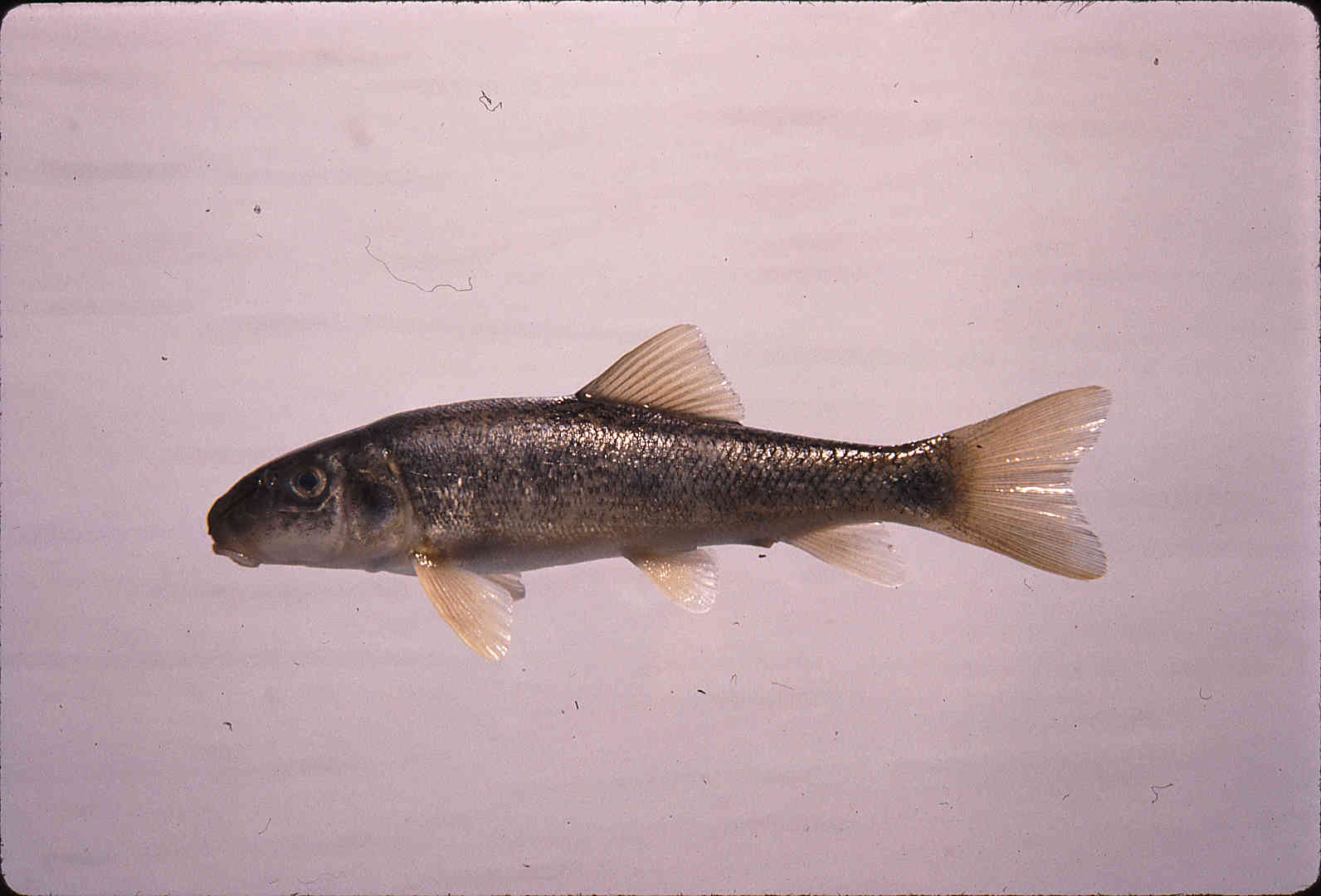 Catostomus commersonii image