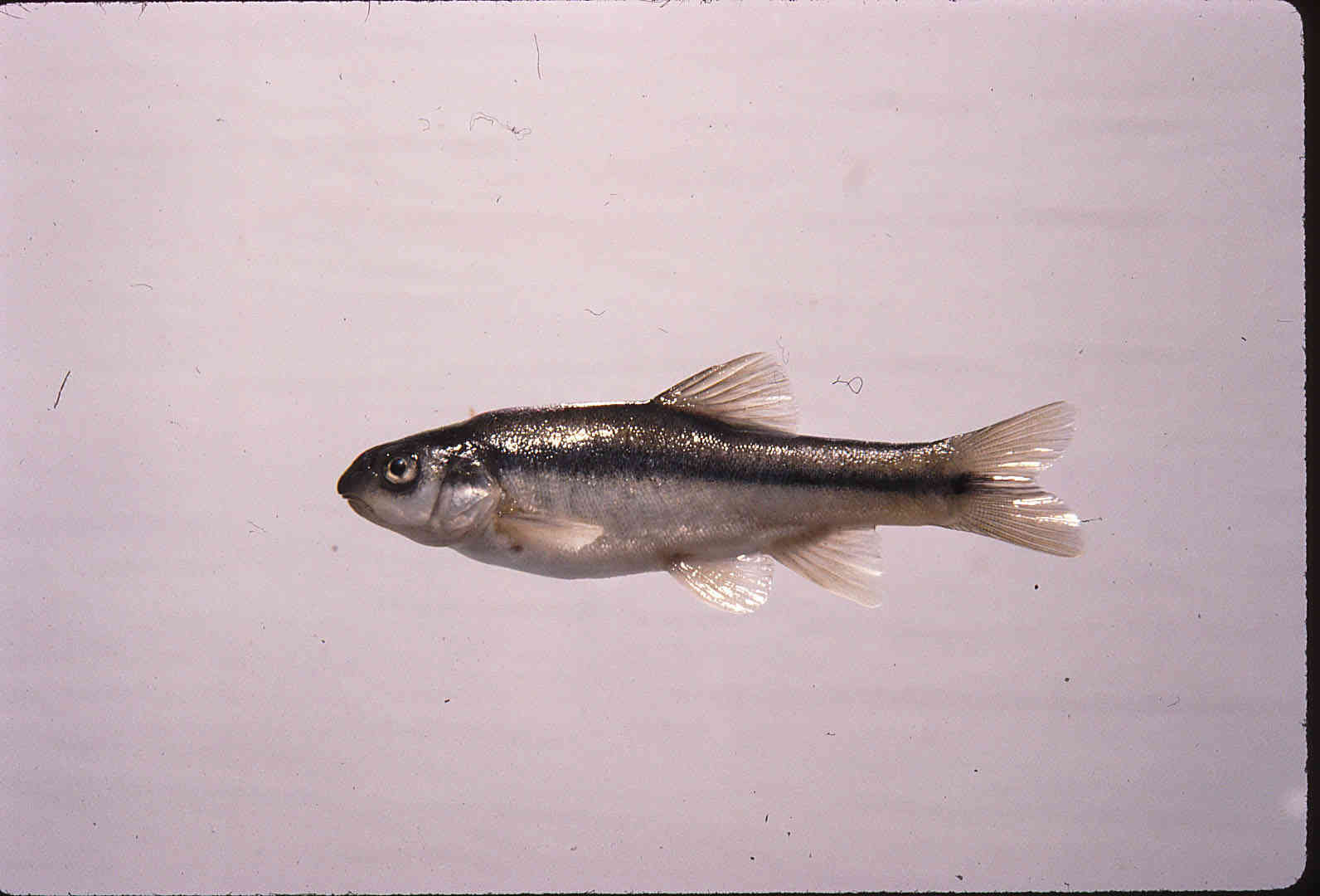 Agosia chrysogaster image