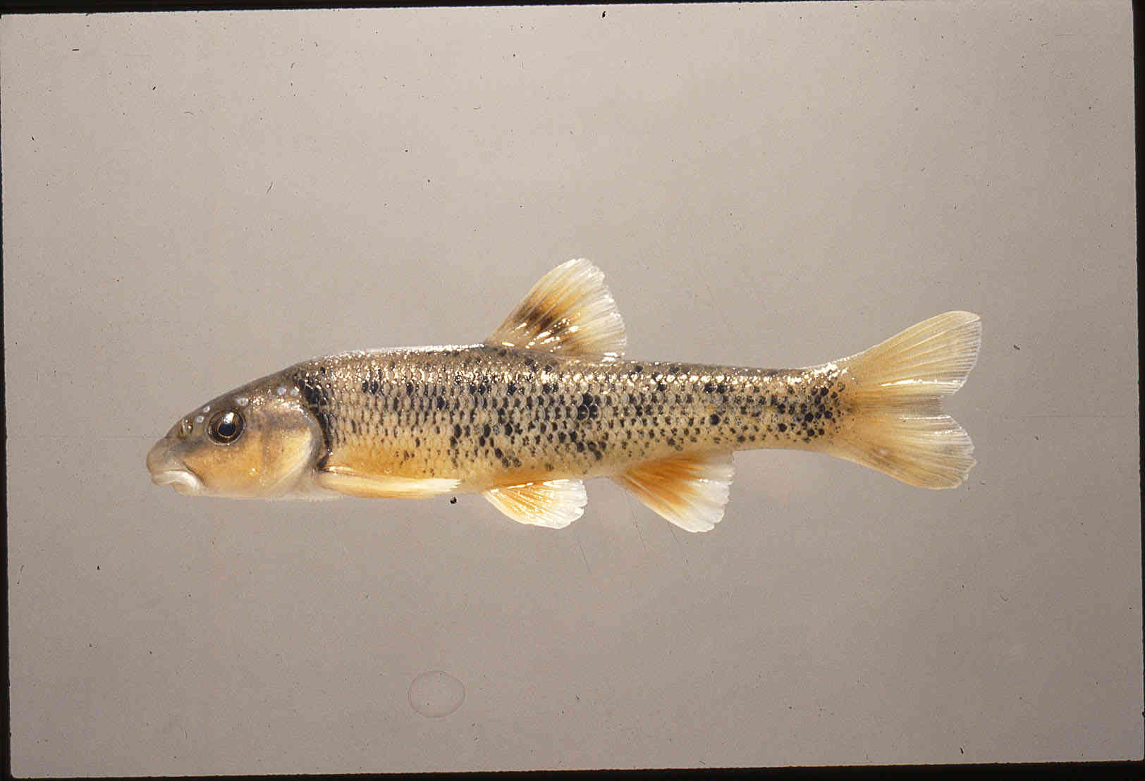 Campostoma anomalum image