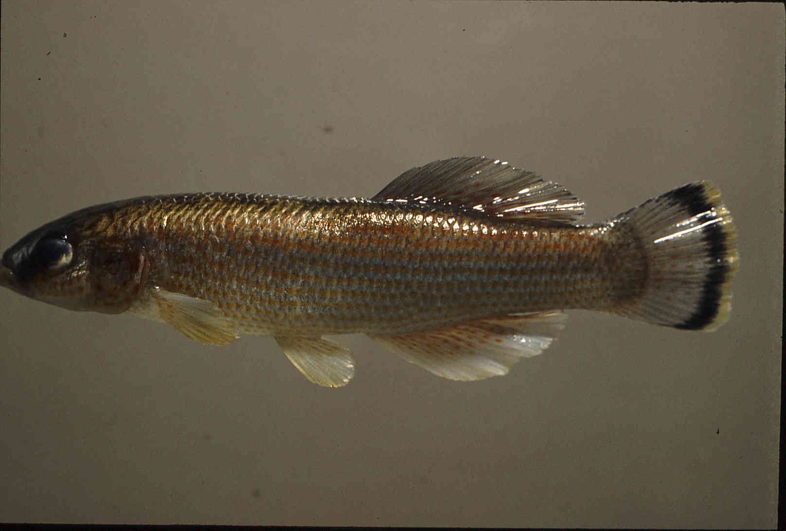 Fundulus catenatus image